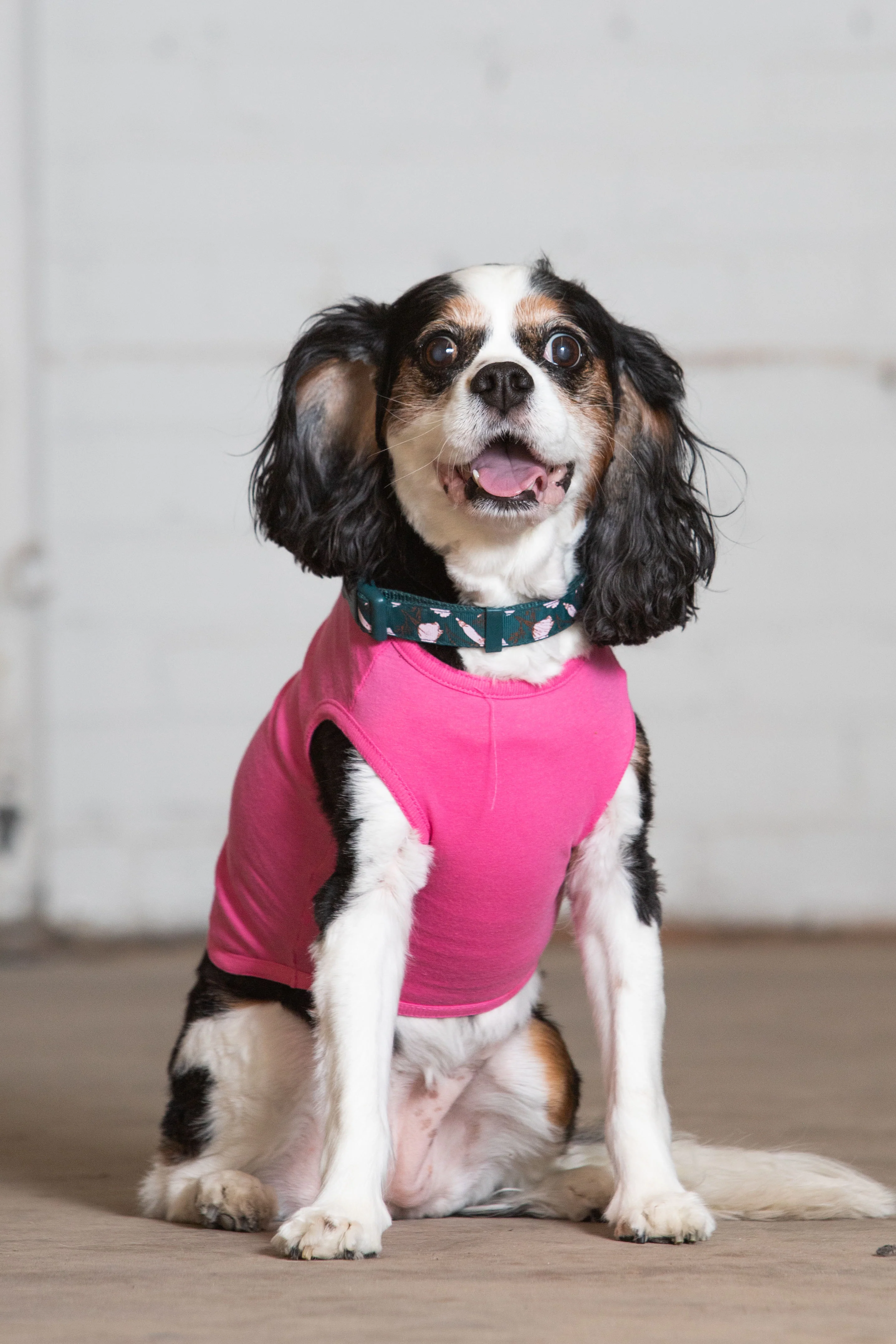 Dog Tank - Image 12