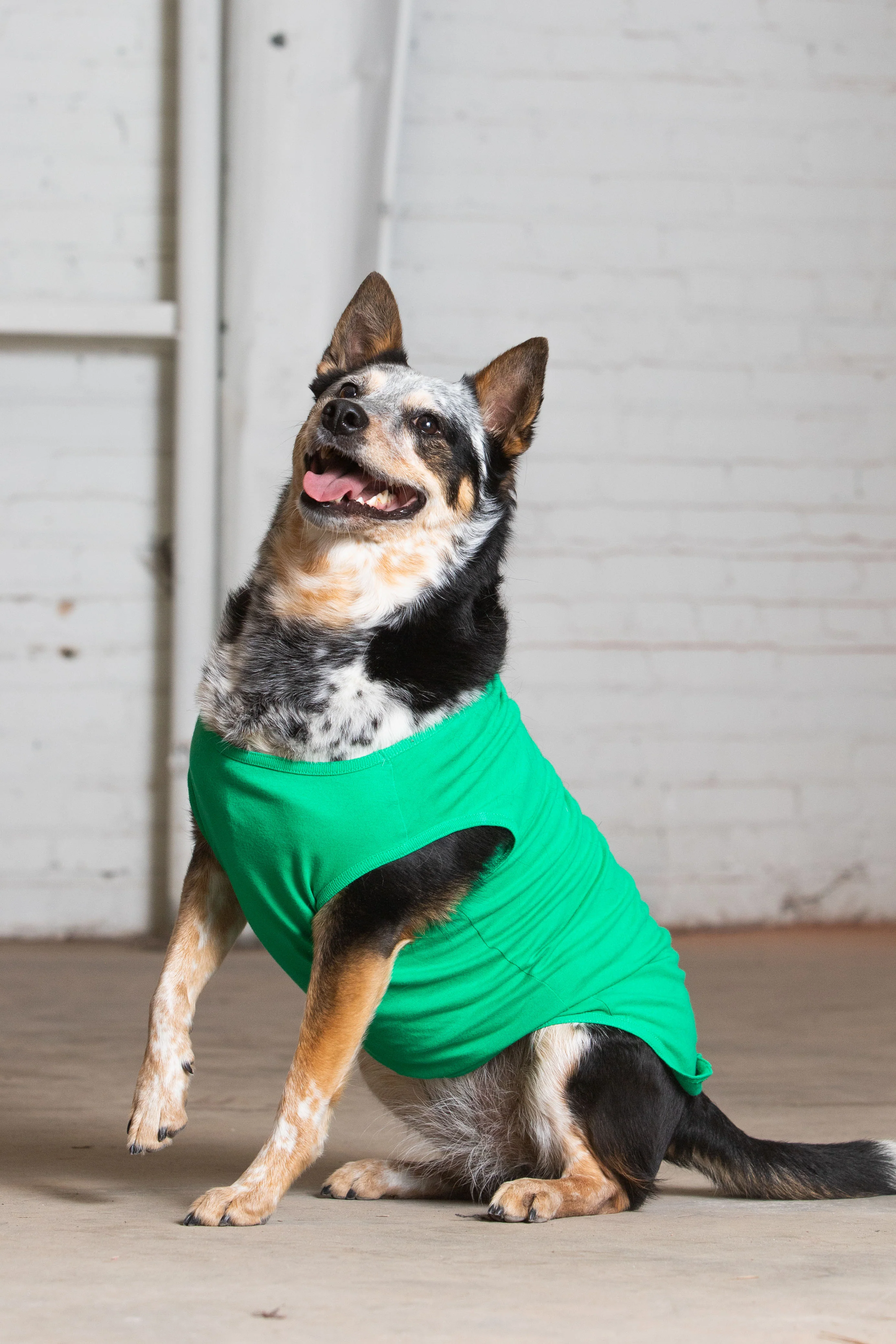 Dog Tank - Image 15