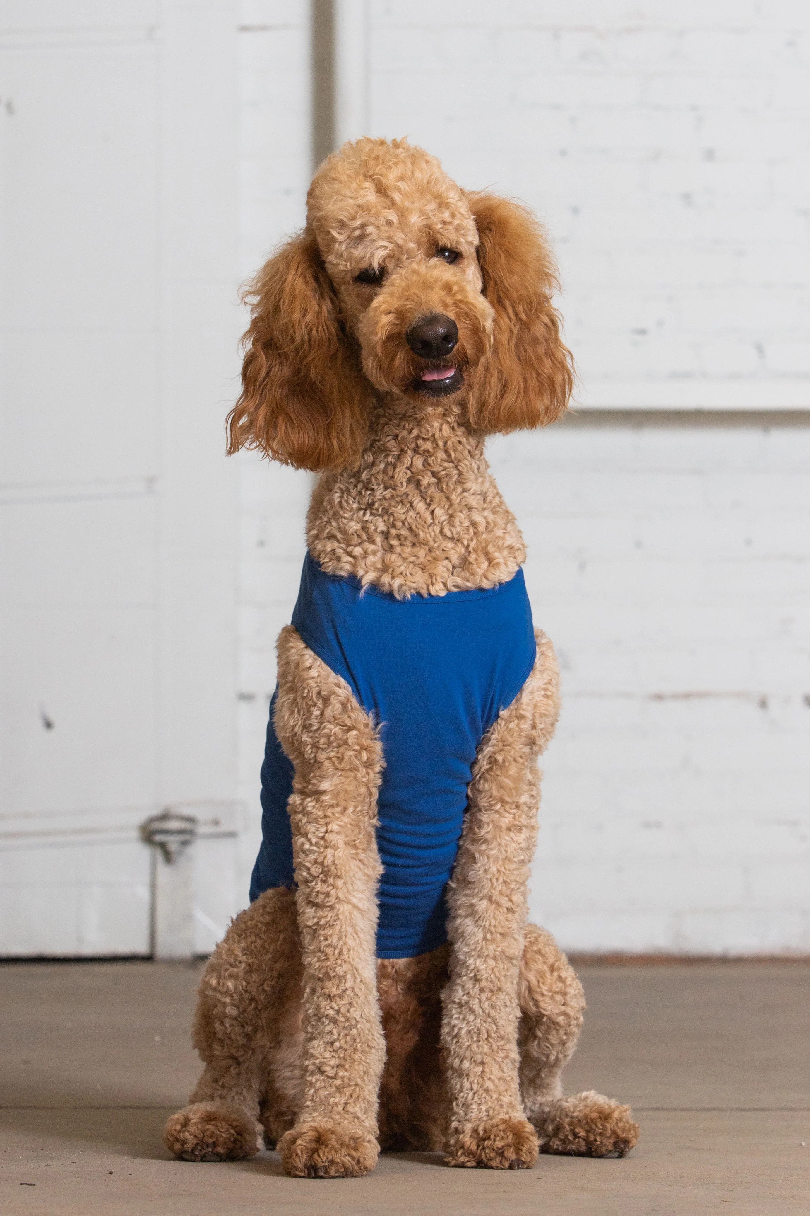 Dog Tank - Image 5