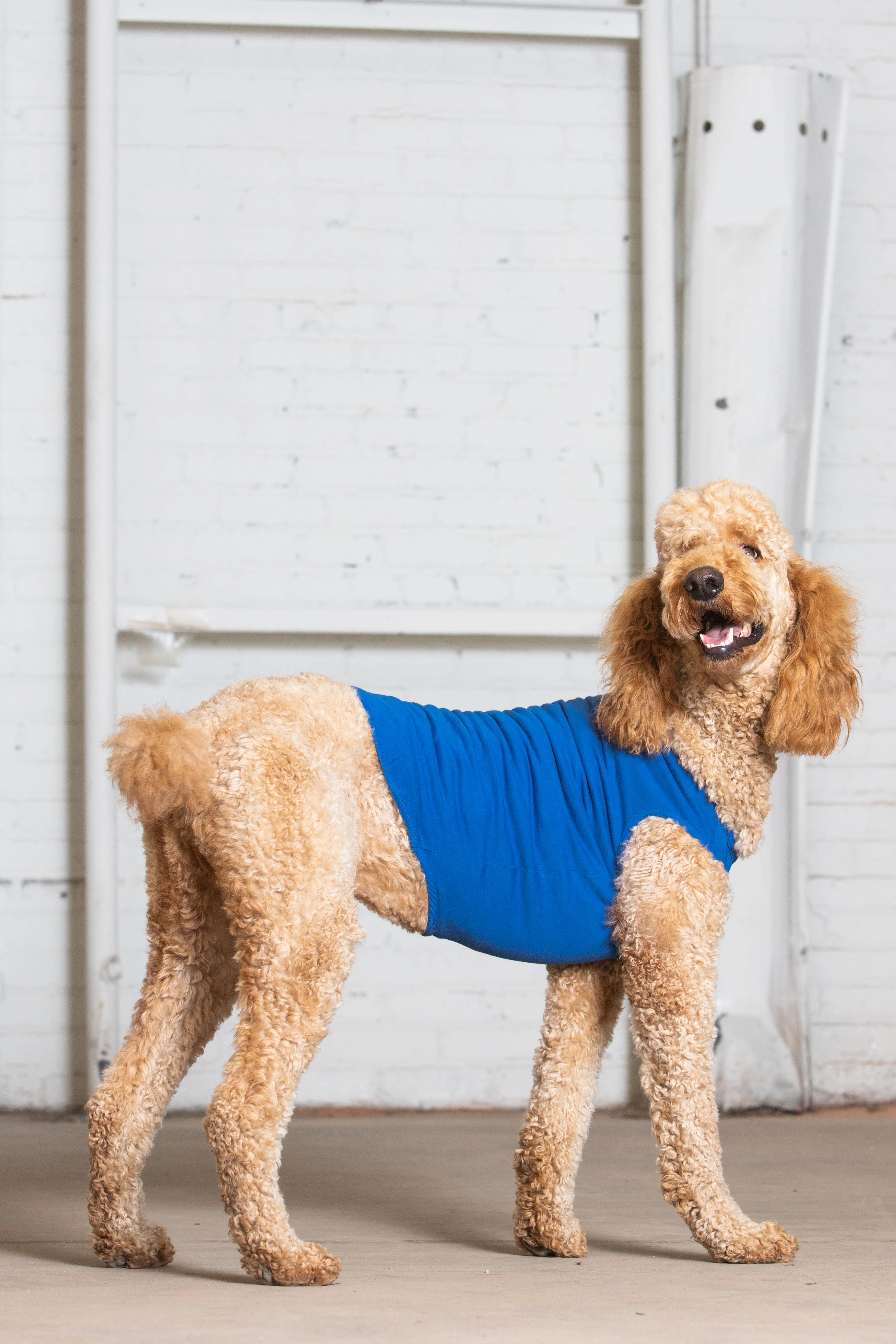 Dog Tank - Image 6