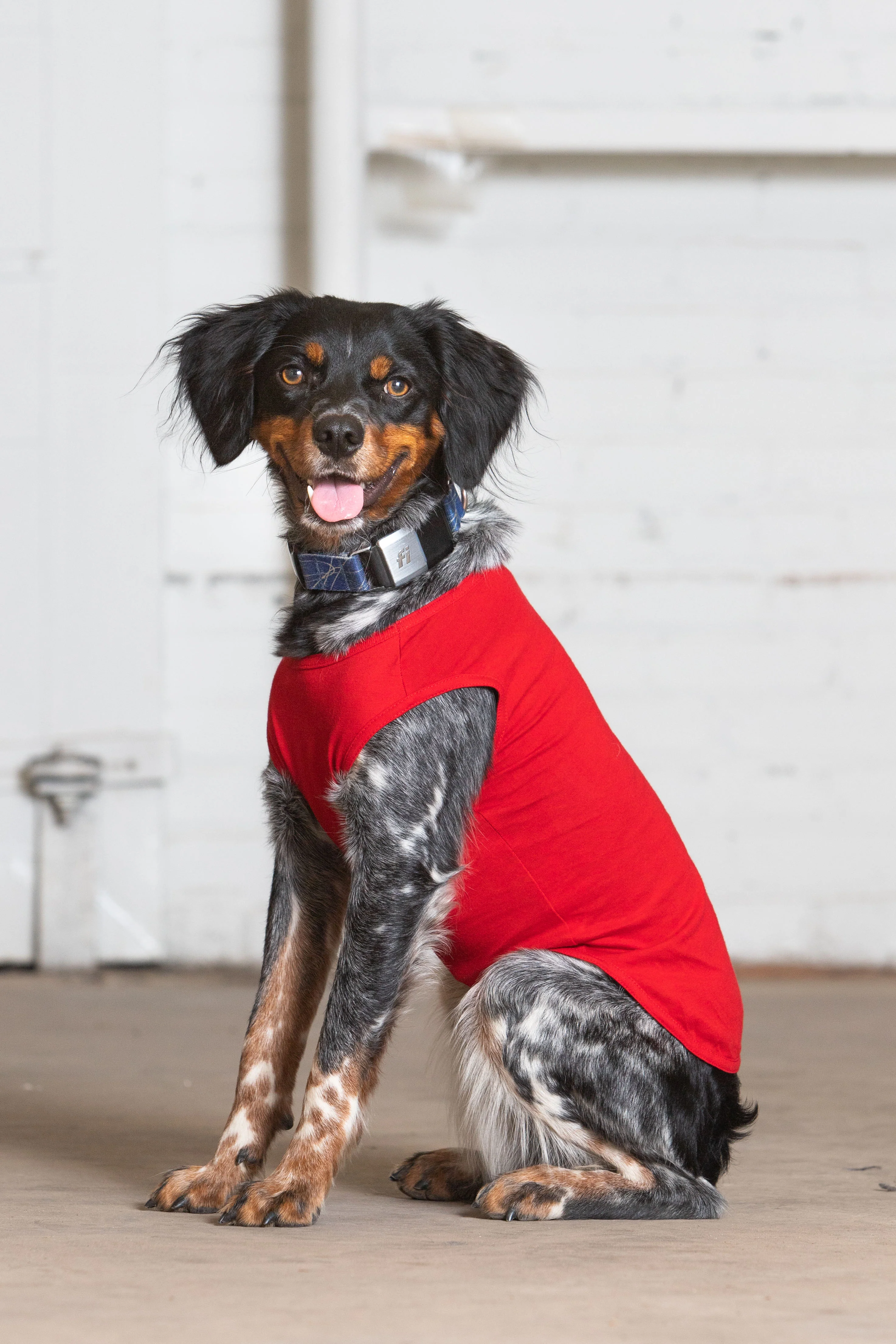 Dog Tank - Image 9